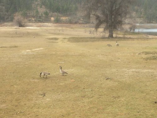 geese